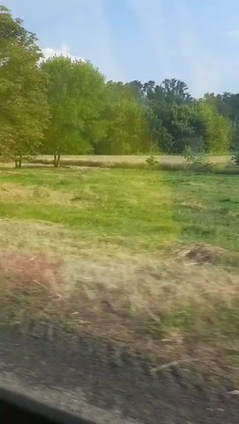 The video shows a view from a moving vehicle, likely a car or train, looking out at a rural landscape. The scene is dominated by green trees and vegetation. The light suggests it is daytime, with a clear or partly cloudy sky. The camera perspective is slightly angled, as if looking out of a window, and the motion blur indicates movement through the environment. There are no people or distinct objects visible in the frame, only the natural scenery. The overall impression is of a journey through a wooded or park-like area.
