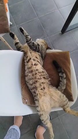 A tabby cat is stretched out on its back on a chair with a brown cushion. Its front paws are extended upwards, and its hind legs are also spread out. The cat's belly is exposed, revealing its patterned fur. The chair is white and appears to be made of plastic. The floor is tiled with grey squares. In the bottom left corner of the frame, a pair of human legs wearing white socks and grey pants are visible, along with a white slipper. The cat's tail is curled to the right.
