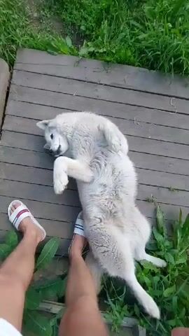 The video shows a playful white dog on a wooden deck outdoors. The dog is lying on its back with its paws in the air, seemingly enjoying being petted. A person's legs and feet, wearing white slides with red and blue stripes, are visible in the lower left corner of the frame, indicating they are interacting with the dog. The background consists of green grass and some foliage, suggesting a rural or natural setting. The lighting appears to be natural daylight, possibly late afternoon or early evening, given the warm tone. The overall mood is relaxed and joyful. There is no visible text in the video. The location is identified as Kamenka, Russia.