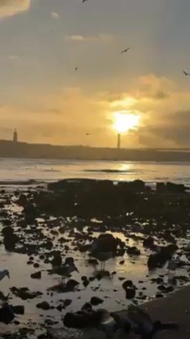 The video shows a sunrise over a body of water, likely an ocean or large river, with a silhouetted rocky shoreline in the foreground. Several seagulls are present, both on the ground amidst the rocks and flying in the sky. In the background, a bridge and a monument or tower are visible on the distant shore, also silhouetted by the rising sun. The sun is partially obscured by clouds, casting a golden light across the water and sky. The camera is static.