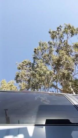 The video shows the top of a gray car and a large, green tree against a clear blue sky. The camera angle looks upwards towards the sky, with the tree filling most of the frame. The leaves of the tree appear dense and are gently swaying in the wind. The sky is bright and cloudless. The car's roof is visible at the bottom of the frame, providing a sense of perspective.