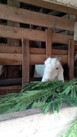 The video shows the interior of a wooden goat pen. A white goat is visible in the foreground, with its head protruding through a gap in the wooden structure. It is eating green leafy branches. In the background, other goats are partially visible, also appearing to be eating. The pen is constructed with rough-hewn wooden planks and beams. Sunlight is filtering into the pen, creating shadows.