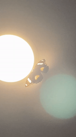 Butterfly spotted on ceiling light fixture in Nusa Dua