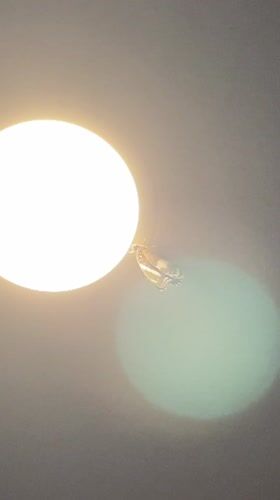 Butterfly spotted on ceiling light fixture in Nusa Dua