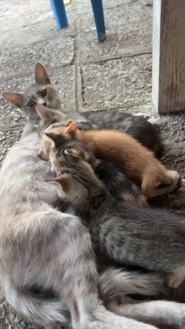 A mother cat is lying down with her kittens suckling. The mother cat is mostly gray with some lighter markings. She has her eyes closed. There are at least four kittens: one is orange, and the others are a mix of gray and black tabby patterns. The kittens are all snuggled up against the mother cat, with their heads buried in her fur. The scene appears to be outdoors on a paved surface, possibly a patio or walkway. There is a blue chair leg visible in the background, as well as part of a wooden structure. The lighting suggests it is daytime.