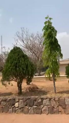 The video shows a park with several different types of trees and a dry ground. The trees are planted in a row, separated from the road by a low stone wall. A child briefly appears in the frame. The sky is overcast. Streetlights are visible along the road.