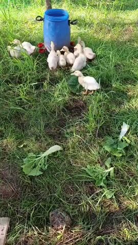 This short video captures a heartwarming scene of ducklings gathered around a blue plastic barrel in a grassy area. The ducklings, predominantly white and fluffy, are the central subjects. Some are clustered near the barrel, perhaps seeking water or food, while others are exploring the surrounding grass. One duckling in particular is prominently featured, pecking at something on the ground.

The setting appears to be an outdoor enclosure, likely a farm or backyard, suggested by the presence of the barrel which could be a water trough, and the wire fence visible in the background. The ground is covered in lush green grass, with some discarded leafy greens scattered around, indicating a potential food source for the ducklings.

The time of day appears to be daytime, with ample natural light illuminating the scene, casting soft shadows. The weather seems pleasant, suitable for the ducklings to be outdoors. The overall mood is peaceful and serene, highlighting the natural behavior of young waterfowl in their environment.

There is no visible text in the video. The focus is entirely on the ducklings and their simple, natural activities.