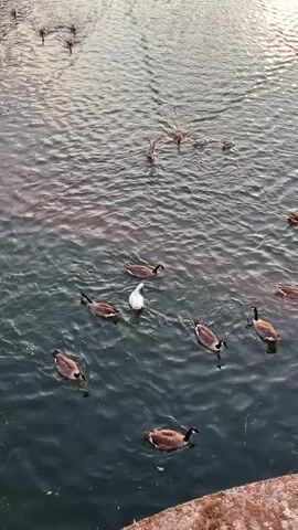 A flock of geese and one white duck swim in a body of water, creating ripples and small waves. The birds are clustered together in the middle of the frame, with some birds in the background swimming in a line. The water is dark green and reflects the sky. A stone structure is visible at the bottom right of the frame.