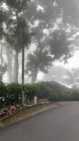 A paved road curves through a misty forest. Trees with dense foliage are partially obscured by fog. A utility pole stands beside the road. Lush green bushes and a flowerbed with purple and green plants line the edge of the road. The weather appears overcast and damp.