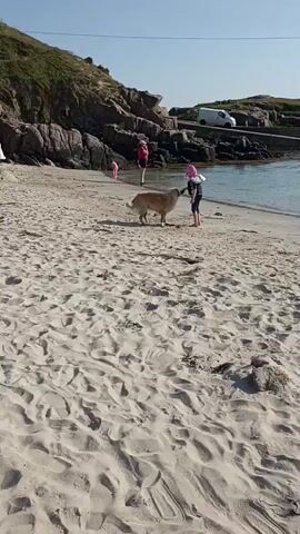 A golden retriever is playing on a sandy beach with two young children. The dog is in the middle of the frame, facing right, with one child standing to its right and another child standing to its left. The child to the right is wearing a pink hat and a dark blue top. The child to the left is wearing a pink top. The beach is covered in sand with ripples. In the background, there is a body of water, some rocky hills, and a white van parked on a road. The sky is clear and blue. The video is very short, lasting only 4 seconds.
