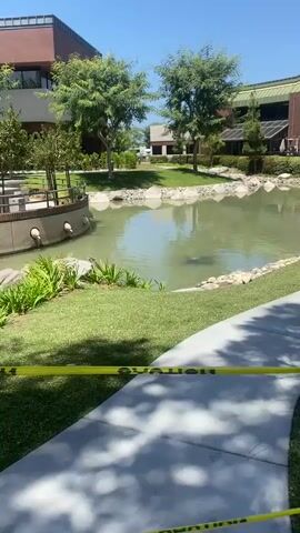 The video pans across an outdoor scene with a pond and surrounding greenery. In the foreground, a yellow caution tape is visible across a paved walkway. Further back, a pond with murky water is bordered by rocks and lush green grass. Trees and bushes are scattered around the pond. In the background, modern buildings with glass windows can be seen. The sky is clear and blue, indicating a sunny day. One shot shows a person sitting on a bench near the pond. Another shot focuses on a small waterfall cascading over rocks into the pond. The video appears to be a casual walkthrough of the area, highlighting its aesthetic features.