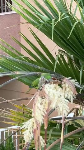 The video shows two green parrots perched on a palm tree branch amidst white and brown flowers. The parrots are facing each other, with one appearing to preen the other. The background features a building with a textured brown wall and green palm fronds. The parrots are interacting closely, suggesting a social bond.