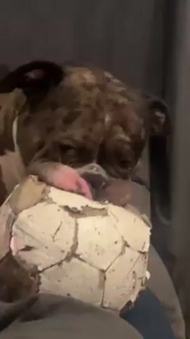A brindle-patterned English Bulldog lies in a grey armchair, gnawing on a heavily damaged soccer ball. The ball is mostly white but parts are scraped off to reveal the brown material beneath. A hand wearing a white glove reaches into the shot and pets the dog on the head.