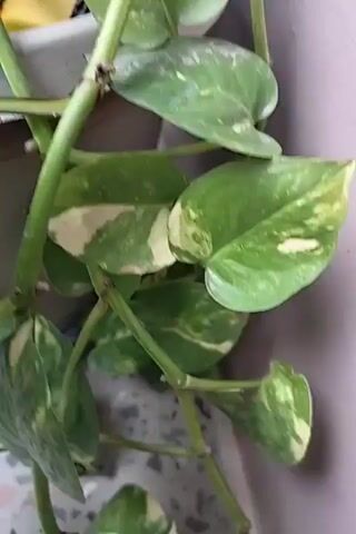 This is a close-up video of a plant with green and yellow leaves. The plant appears to be a Pothos plant, also known as Devil's Ivy. The leaves are heart-shaped and variegated with patches of yellow and white. The plant is hanging down, and its vines are visible. The background is out of focus, but it appears to be a wall and a floor with a textured surface. The lighting is bright, and the video is in focus.