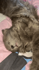 Grey cat sleeps and stretches on pink bedsheet in Rome
