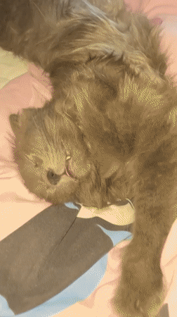 Grey cat sleeps and stretches on pink bedsheet in Rome
