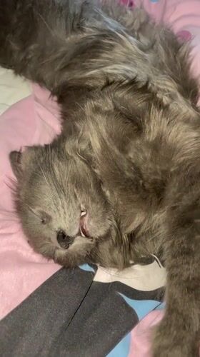 Grey cat sleeps and stretches on pink bedsheet in Rome