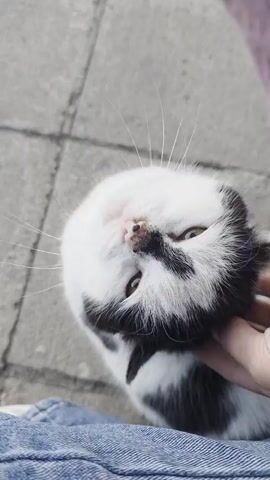 The video shows a person petting a black and white cat. The cat is lying upside down with its head in the person’s hand. The person’s other hand pets the cat’s back. The cat meows. The background is a gray concrete surface and blue jeans.