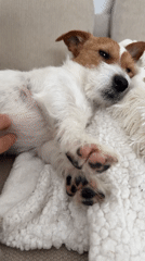 Jack Russell Terrier enjoys belly rubs, naps on sofa