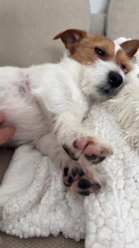 Jack Russell Terrier enjoys belly rubs, naps on sofa