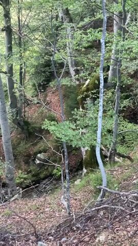 The video shows a dense forest with tall trees and lush green foliage. Sunlight filters through the canopy, casting dappled shadows on the forest floor, which is covered in fallen leaves and debris. A small stream winds its way through the undergrowth, its waters appearing clear and shallow. The overall impression is one of a tranquil and natural environment, untouched by human intervention.