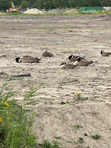 This video captures a group of Canada geese resting and grooming themselves in an open, barren, dirt-covered landscape. The ground is primarily composed of light-colored sand and soil, with some patches of dry grass and scattered debris. In the background, there are mounds of dirt, construction equipment like a yellow excavator, and fencing, indicating a construction or undeveloped site. The geese are scattered across the frame, with some lying down and others standing. Their plumage is predominantly brown and white, with the characteristic black neck and white chinstrap. Some geese are actively preening their feathers, tucking their heads under their wings or bending to reach different parts of their bodies. The lighting suggests it is daytime, with natural light illuminating the scene. The overall impression is one of a natural habitat disrupted by human development.