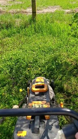 The video shows a lawnmower being pushed through an overgrown patch of grass. The lawnmower is gray and orange and moves forward, cutting the grass. The grass is mixed with clover and dandelions. A tree trunk can be seen to the right of the mower. The weather appears sunny. The video is shot from behind the lawnmower's handle.