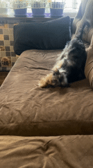 Small dog plays and rolls on couch in Bulgaria