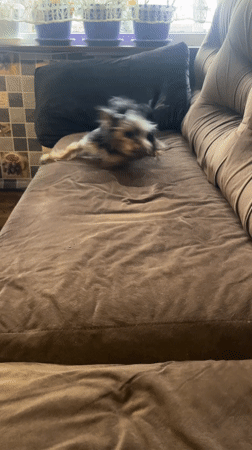 Small dog plays and rolls on couch in Bulgaria