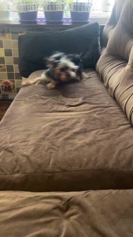 A small dog is rolling around on a brown sofa. The dog has black, white, and brown fur. It is lying on its back and kicking its legs in the air, rolling from side to side. Behind the sofa is a black pillow, and in the background, there are plants on a windowsill. There is a tiled wall behind the windowsill. The sofa is made of brown corduroy.
