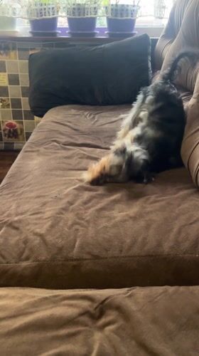 Small dog plays and rolls on couch in Bulgaria