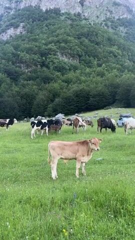 A herd of cattle is grazing in a lush green meadow at the base of a heavily wooded mountain. The cattle are a mix of breeds and colors, including black and white, brown, and tan. One tan calf is in the foreground, facing the camera. In the background, a white vehicle is parked near the edge of the treeline. The sky is overcast, and the overall lighting suggests it is daytime.