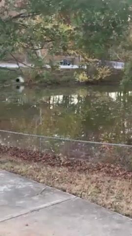 A person standing on a concrete surface is recording video footage of a small lake bordered by a chain-link fence and a leafy landscape. A road is visible in the distance, with cars passing by. The water in the lake reflects the surrounding trees and sky. The overall setting appears to be a residential or suburban area adjacent to a natural or recreational body of water.