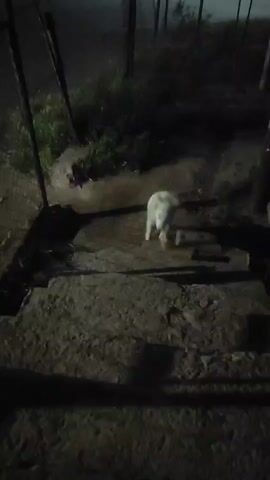 A white-furred dog walks down concrete stairs at night. The dog, which appears to be a puppy or young dog, has light-colored fur, possibly a Golden Retriever or similar breed. It responds to a person calling "Joonik, Joonik" off-camera, wagging its tail briefly before sniffing the ground and continuing to walk down the steps. The environment is dark, with some visible vegetation and a chain-link fence on the left side of the frame.