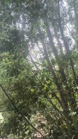 This video is a low-angle shot looking up through the canopy of trees. Sunlight filters through the leaves, creating bright patches and dappled light. The trees are tall and slender, with many branches and dense green foliage. There are no people or discernible objects other than the trees themselves. The environment appears to be a forest or a wooded area. The camera movement is minimal, suggesting a static shot or very slight panning. The overall impression is of a natural, sunlit woodland scene.
