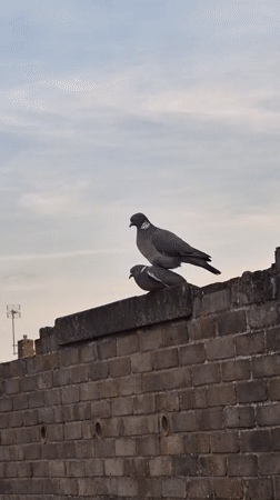 Two pigeons spotted stacked atop brick wall in Suffolk