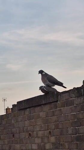 Two pigeons spotted stacked atop brick wall in Suffolk