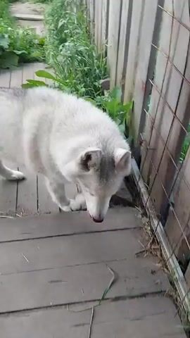 The video shows a husky dog sniffing around on a wooden walkway. The dog is light gray and white with the distinctive markings of a husky. The walkway appears to be on a porch or deck, with wooden planks laid out. Behind the dog, there is a wooden fence with wire mesh in places. Green vegetation can be seen growing through the fence and along the ground. The lighting suggests it is daytime, possibly outdoors in a rural or semi-rural setting. The dog appears focused on its sniffing activity, with its head down. There are no people visible in the video. The scene is simple and depicts a common canine behavior in an outdoor environment.