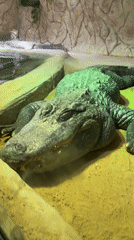 Reptiles observed in captivity near Madrid, Spain