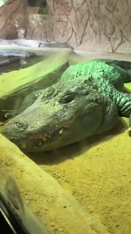 The video shows a large alligator lying on a sandy surface. The alligator is mostly green and gray with visible teeth. It is lying next to a water feature with a rock backdrop. The camera zooms in on the alligator's head, particularly the eye. It appears to be indoors, possibly at a zoo or wildlife park. There are voices in the background.