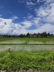Rice paddies captured on video in Indonesian village