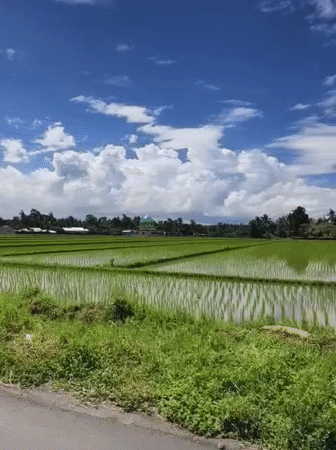 Rice paddies captured on video in Indonesian village