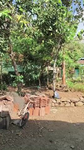 The video pans across a yard with several trees. In the foreground, there are stacks of what appear to be roofing tiles and a bicycle. Behind the tiles, there is a pile of dirt. Further back, a low stone wall separates the yard from a vegetated area. A building with a green roof is visible in the background. The sky is bright and appears to be daytime.