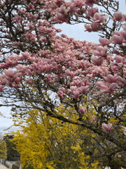 Spring family walk documented in Meisenheim, Germany