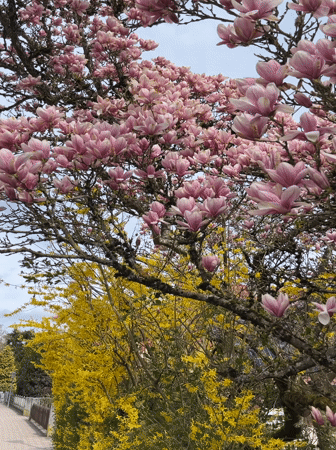 Spring family walk documented in Meisenheim, Germany
