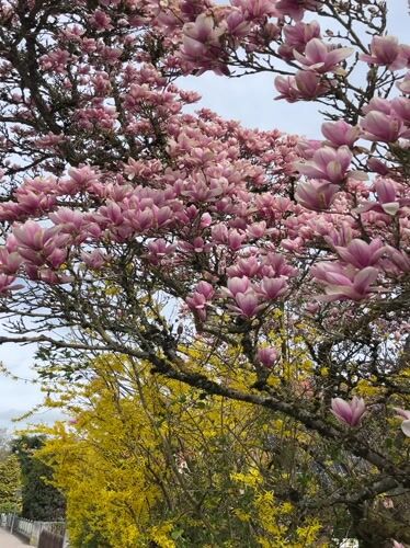 Spring family walk documented in Meisenheim, Germany