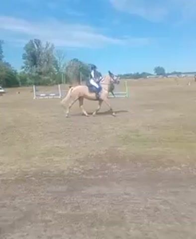 A horseback rider on a light brown horse jumps over a white obstacle. The rider is wearing a white helmet and a white shirt. The horse is galloping. The ground is covered in dry grass. In the background, there are trees, a white trailer, and other horses and riders. The sky is blue with some white clouds.