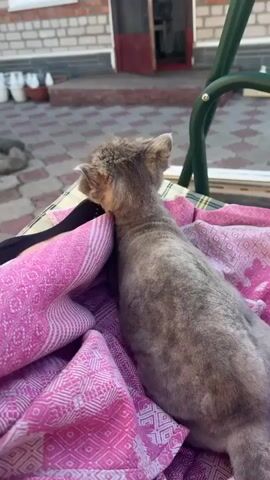 The scene features a shaved gray cat resting on a pink and white blanket, which is placed on a checkered surface. The cat's head is nestled against a black sock. The background includes a brick building with a white-framed window and a red door. Potted plants and rocks are visible in the immediate background. The blanket is part of a green metal swing. The scene is outdoors, with a tiled patio visible under the swing.  A person's hand is gently placed near the cat's head. The camera angle is slightly elevated, providing a clear view of the cat and its surroundings.