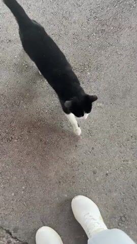 The video shows a person standing on a gray concrete surface, wearing white sneakers and white sweatpants. A sleek, mostly black cat with a white patch on its chest and face is walking around the person's legs, brushing against their shoes. The camera is positioned looking down from above.