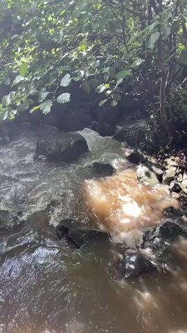 The video shows a close-up, slightly shaky shot of a shallow, rocky stream flowing through a wooded area. The water is murky brown and appears to be moving at a moderate pace, with some white foam visible where it encounters rocks. Sunlight filters through the dense green leaves of trees and bushes that overhang the stream on both sides, casting dappled shadows on the water and rocks. The stream bed is filled with dark, irregularly shaped rocks of varying sizes. The overall impression is of a natural, somewhat wild environment.